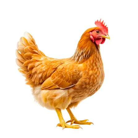 Ícono 🐔 Atrapa los Huevos - Restas con Reserva | Colegio Suyai